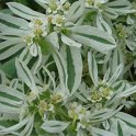 Euphorbia marginata fleur